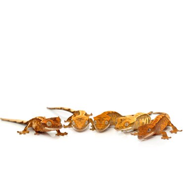 Group of 3 Baby Crested Gecko